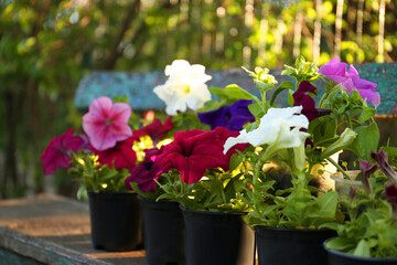Beautiful petunia flowers in plant pots outdoors