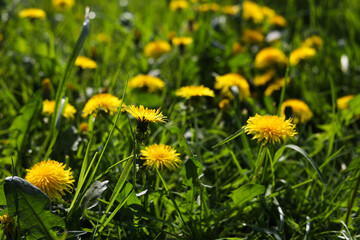 Beautiful bright yellow dandelions in green grass on sunny day, closeup