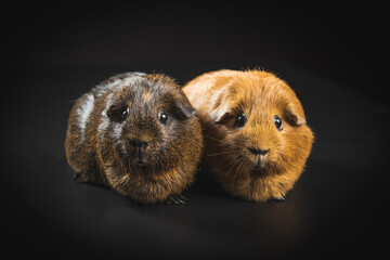 country pig on black