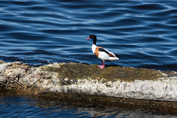 Shelduck is standing in the sea on a pier.