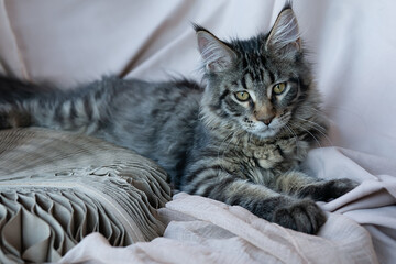 Cute little kitten of maine coon
