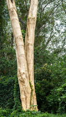 Fototapeta premium Tree with Two Trunks Against a Green Jungle Background.