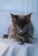Cute little kitten of maine coon