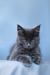 Cute little kitten of maine coon