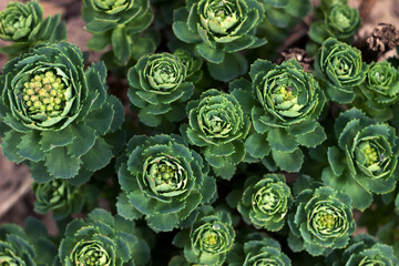 Orpine Hylotelephium telephium (Sedum telephium, live forever, livelong, stonecrop) - green plants in the garden. Nature background. Top view. Closeup