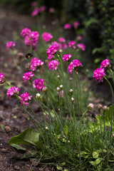 Obraz premium A pink Armeria flower blooms in a flower bed in summer. A bright plant for decorating flower beds