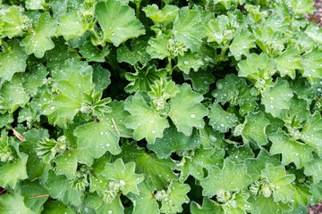 Lush green leaves with fresh droplets of water; Delicate, ruffled leaves growing in the spring