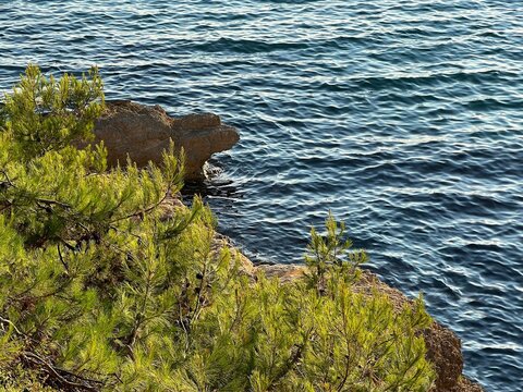 Pine trees on rocky coast of the blue sea.