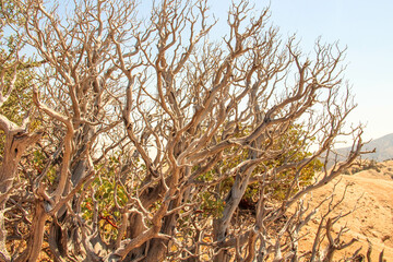 Dead branches of Pointleaf Manzanita, Devil's Punchbowl Natural Area, Littlerock, California