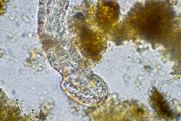 microorganisms and a tardigrade in a soil sample on a farm 