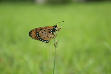 Fototapeta premium butterfly on a flower