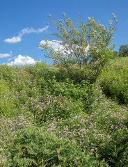 Green grass and shrubs in a field under bright blue summer sky in Ontario countryside
