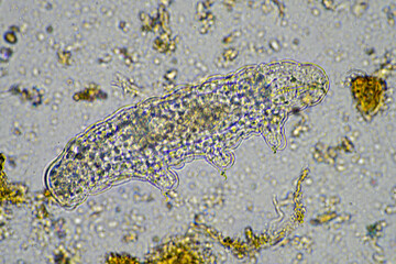 microorganisms and a tardigrade in a soil sample on a farm 