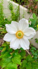 white flower in the garden