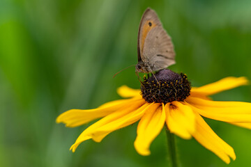 A Meadow Brown butterfly resting on a black eyed Susan flower surrounded by grass and twigs. selective focus, copy space, vivid colours, nature background, Maniola jurtina