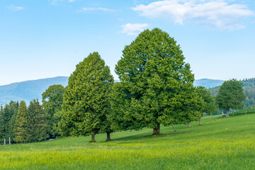 picturesque landscape scenery, blue sky, green grass, Slovakia, Europe