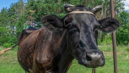 Open farm with dairy cattle on the field in countryside farm. Insect cause discomfort in cattle on farmland grassland.