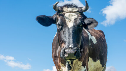 Open farm with dairy cattle on the field in countryside farm. Happy single cow on a pasture on blue sky background.
