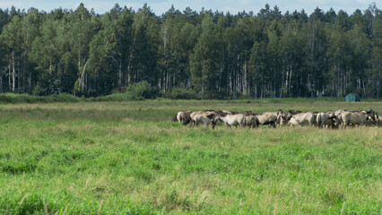 Tarpan horses in nature. Wild horses. Wildlife and nature background. Herd of wild horses Tarpan on...