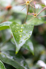 water drops on a leaf