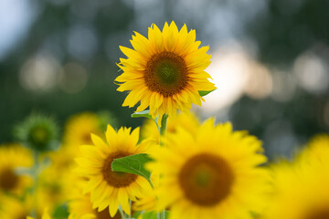 one-offe sunflower above many similar plants