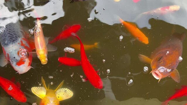 Bright Japanese carp and koi fish swim on the surface of the pond close-up. Multi-colored koi on the surface of the water look for food, open their mouths and create bubbles on the water.