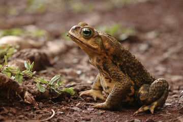 A cane toad side view