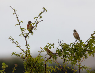 linnets red listed bird on a tree branch