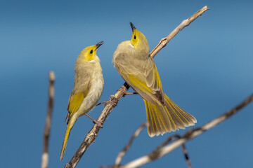 White-plumed Honeyeater in Queensland Australia