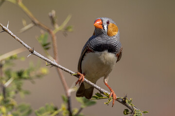 Zebra Finch in Queensland Australia