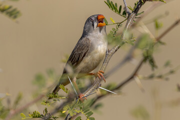 Zebra Finch in Queensland Australia