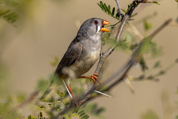 Zebra Finch in Queensland Australia