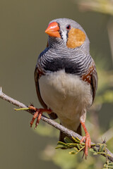 Zebra Finch in Queensland Australia