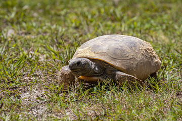 Photo of the endangered Florida gopher tortoise walking in grass