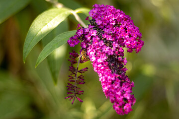 Close up of honey bee on flowers collecting pollen