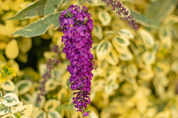 Close up of lilac flowers with honey bee nestled amongst them.