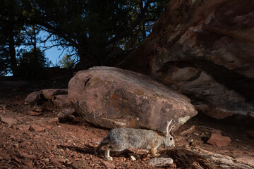 A desert cottontail rabbit sniffs at the root of a juniper tree in the arid environment of the American southwest desert. The sky in the background is a dark blue behind the silhouetted trees.  