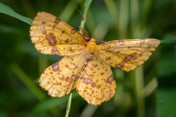 Top view of a Crocus Geometer Moth (Genus Xanthotype), clinging to a stem. Raleigh, North Carolina.l