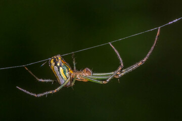 Profile view of an Orchard Orbweaver (Leucauge venusta). Raleigh, North Carolina.
