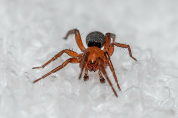 Front view of a Ground Spider species (Gnaphosa sericata) crawling on white fabric. Virginia.