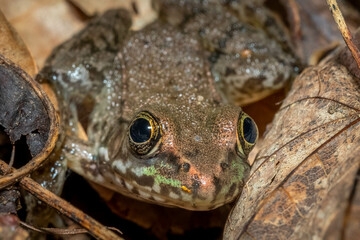 Front view of a Green Frog (Lithobates clamitans). Raleigh, North Carolina.