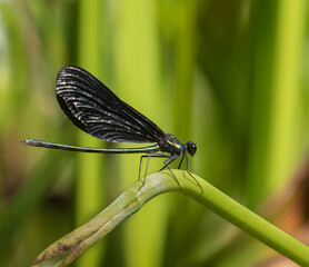 A male Ebony Jewelweed Damselfly on a green stem 