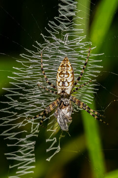 A young Yellow Garden Spider (Argiope aurantia) with prey. Signature igzag patterns on web. Raleigh, North Carolina.