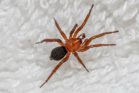 Top view of a Ground Spider species (Gnaphosa sericata) crawling on white fabric. Virginia.