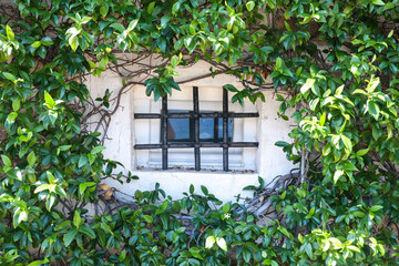 Small Vintage Window With Metal Bars Overgrown With Green Plant