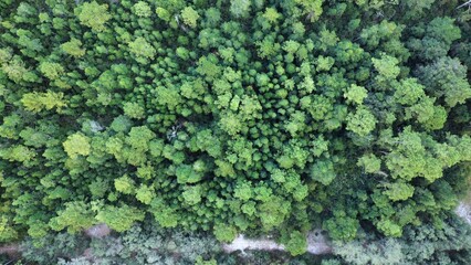 Aerial view of forest