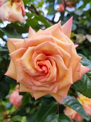 orange rose in garden