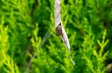 Australian Garden Orb Weaver Spider (Argiope catenulata) with prey