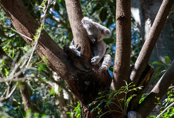 Koala ( Phascolarctos cinereus)
