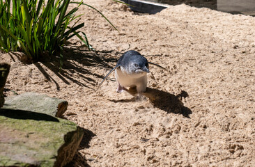 Little Blue Penguin ( Eudyptula minor)